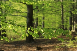<p>Šluknovsko - Hrazený</p>